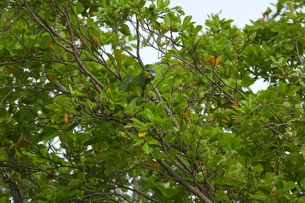 Güzel Bir Turuncu Kanatlı Amazon Papağanı Gün Boyunca Bir Ağaç — Stok fotoğraf
