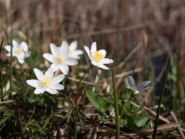 Close Flores Brancas Primavera Isere — Fotografia de Stock