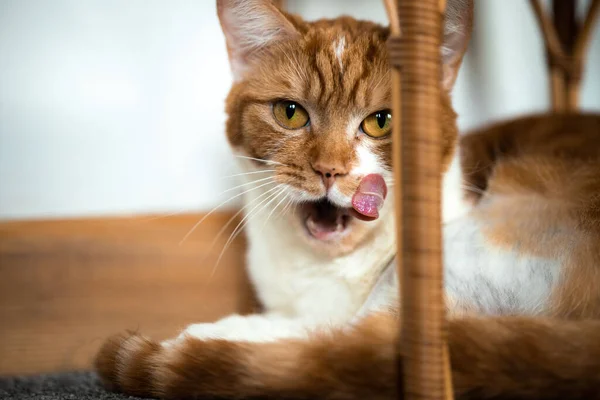Dilini Çıkarmış Esneyen Kızıl Bir Kedinin Portresi — Stok fotoğraf