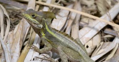 Sahada avını arayan kahverengi bir basilisk 'in yakın plan fotoğrafı.