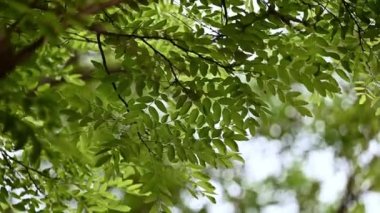 Rüzgarda sallanan yeşil yapraklı dalların seçici odağı