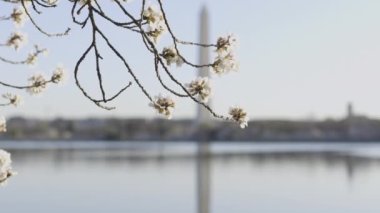 Arka planda Washington Anıtı ve Gelgit Havzası 'nın çiçek açtığı 4K' lık yakın plan bir video..