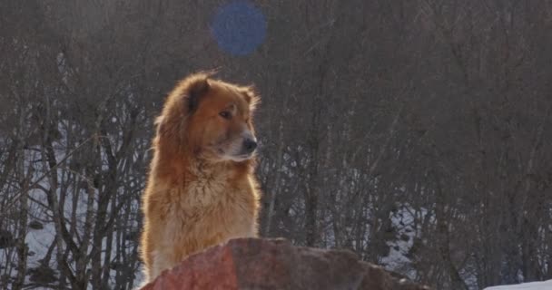 Cachorro Peludo Sentado Floresta Durante Inverno — Vídeo de Stock