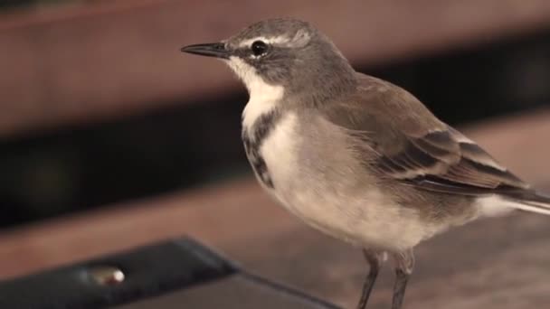 Nagranie Bliska Malutkiego Uroczego Ptaka Knysna Warbler Bradypterus Sylvaticus Stojącego — Wideo stockowe