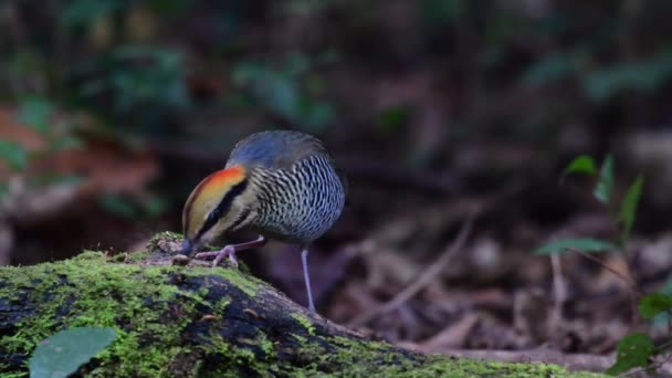 Blue Pitta Bird Foraging Food Mossy Log — Stock Video