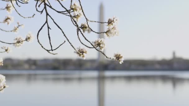 Vídeo Close Flores Cereja Totalmente Florescidas Com Monumento Washington Bacia — Vídeo de Stock