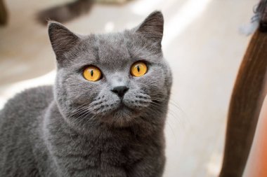 Şirin, gri bir kedinin yakın çekimi.