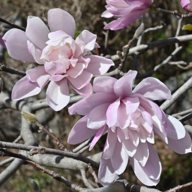 Bahçedeki sevimli pembe çiçeklerin güzel bir yakın çekimi