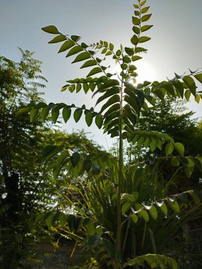 Bulanık arkaplanda yeşil Curry ağacı yapraklarının dikey görüntüsü
