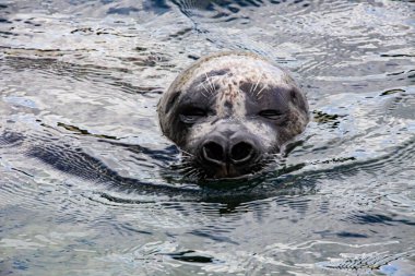 Fok balıkları denizde yüzer.