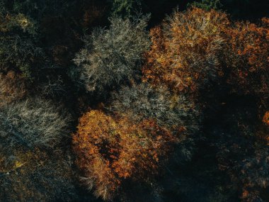 Turuncu ve yeşil ağaçlı bir ormanın üst görüntüsü.