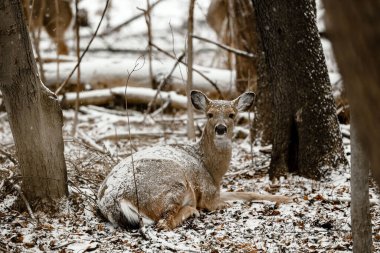 Karlı ormanda yatan bir geyiğin yakın çekimi.