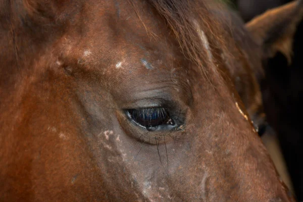 A closeup of the eyes of a brown horse looking down