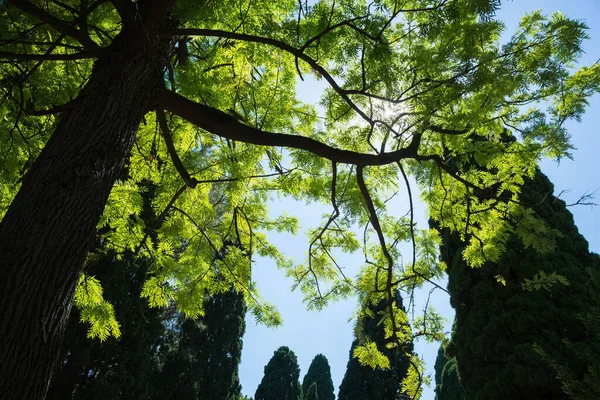 Eine Flache Aufnahme Des Schönen Grünen Baumes Gegen Den Himmel — Stockfoto