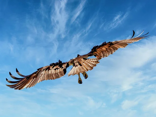 A powerful shot of a flying Gyps bird with wide open wings in the blue sky