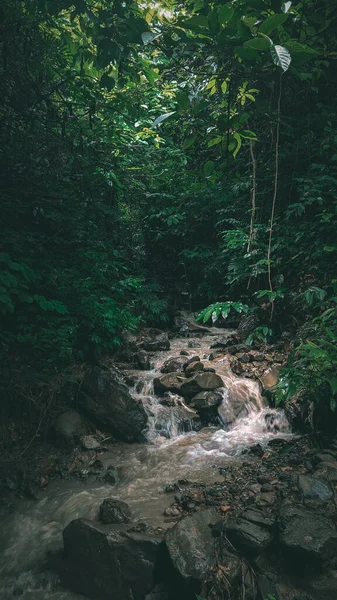Ormandaki Küçük Kayalık Bir Derenin Dikey Görüntüsü — Stok fotoğraf