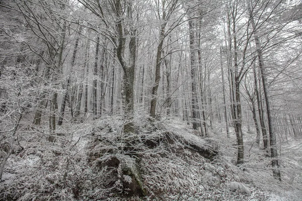 Snímek Zasněžených Rostlin Stromů Italském Lese Stupních Šedi — Stock fotografie