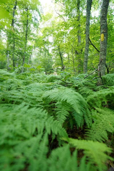 Plan Vertical Fougères Vertes Dans Une Forêt Lumière Jour — Photo