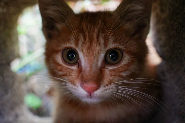 一只橙色猫在洞里的特写镜头 — 图库照片
