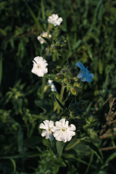 Yeşil Bir Alanda Beyaz Bir Çadır Silena Dioica Çiçeğinin Sığ — Stok fotoğraf