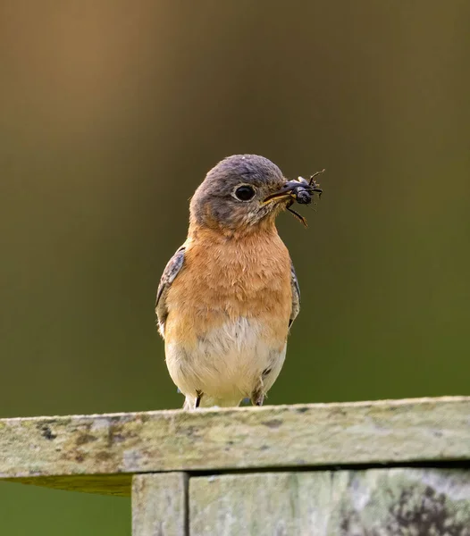 Svislý Záběr Východního Modrého Ptáka Sialia Sialis Usazeného Dřevěné Ptačí — Stock fotografie