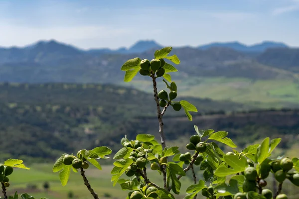 Feigenbaum Mit Sonnenbeschienenen Früchten Und Berglandschaft Hintergrund — Stockfoto