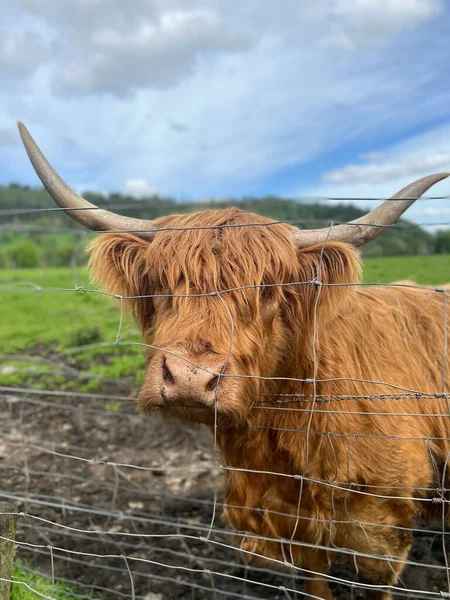 Closeup Highland Cattle Farm — Stock Photo, Image