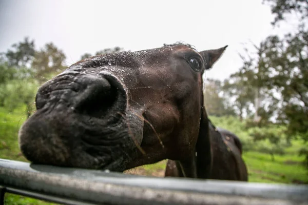 Een Bruin Paard Een Landelijke Boerderij — Stockfoto