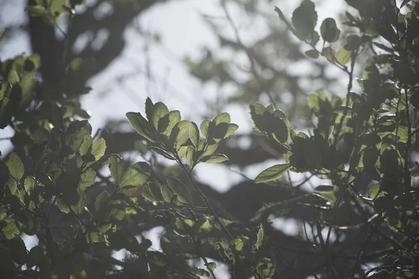 Крупный План Зеленых Листьев Деревьев Выращенных Саду Весной — стоковое фото