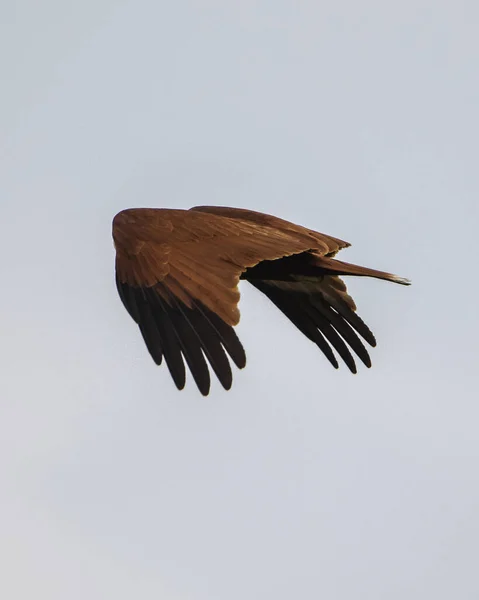 Mesmerizing View Beautiful Kite Bird Flight — Stock Photo, Image