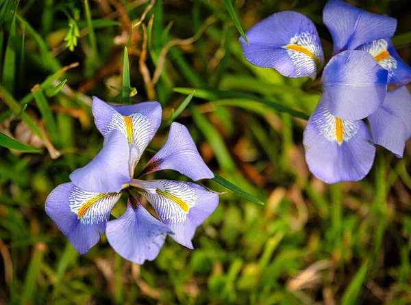 Primer Plano Iris Unguicularis Floreciente — Foto de Stock