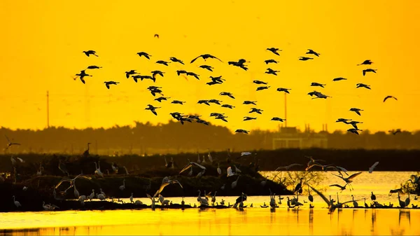 Uma Bela Vista Bando Pássaros Voo Com Fundo Céu Amarelo — Fotografia de Stock
