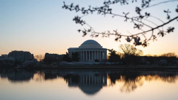 Time Lapse Dell Alba Del Memoriale Jefferson Dei Fiori Ciliegio — Video Stock