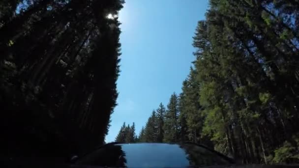 Гарний Вид Зелені Дерева Блакитне Небо Сяючим Сонцем Передньої Частини — стокове відео