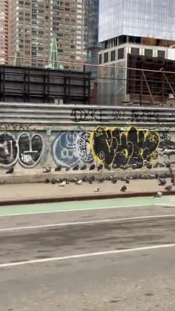 鸽子聚集在第36街和第11街 占据了所有的人行道 — 图库视频影像