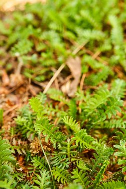 Yosun dolu bir sonbahar parkı.