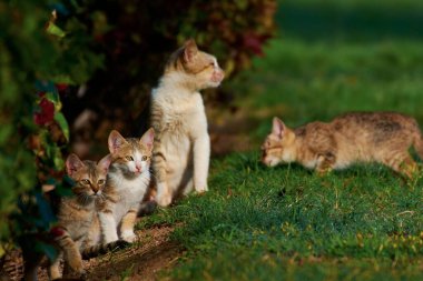 Parktaki güzel kedilerin yakın çekimi.