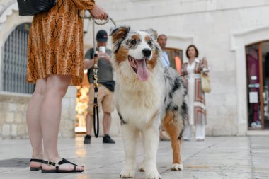 Sahibi ile Australian Shepherd 'ın yakın çekimi. Seçili odak.
