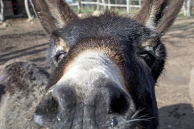 Çiftlikteki komik bir eşeğin portresi.