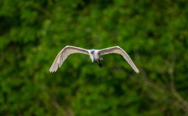 Uçan büyük bir balıkçıl için güzel bir kare.
