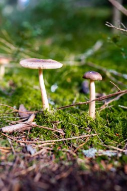 Ormanda büyüyen küçük mantarların yakın plan çekimi.
