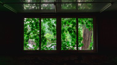 Evdeki cam bir pencerenin ve dışarıdaki yeşil ağaçların güzel bir iç çekimi.