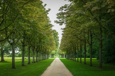 Yeşil çimenli ve uzun ağaçlı bir parkta patika.