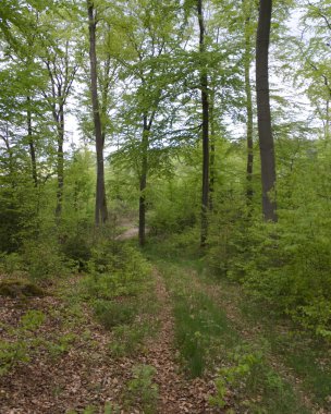 Kırsal kesimdeki bir ormanın ortasındaki toprak yolun doğal görüntüsü.