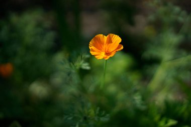 Bir tarlada açan altın bir gelinciğin (Escholzia calizina) yakın plan çekimi.