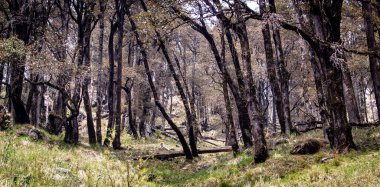 Gündüz vakti uzun ve dar ağaçlı bir orman.