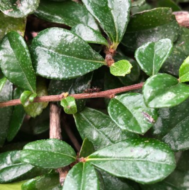 Parkta güneş ışığı altında yeşil yaprakların yakın çekimi.