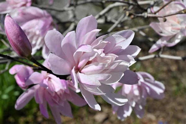 Vacker Närbild Bedårande Rosa Blommor Trädgården — Stockfoto