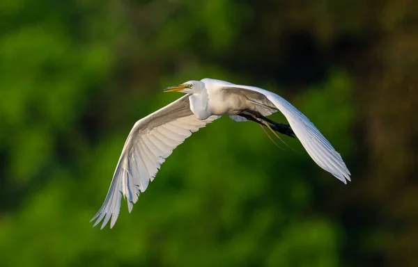 Hermoso Disparo Una Gran Garza Volando — Foto de Stock