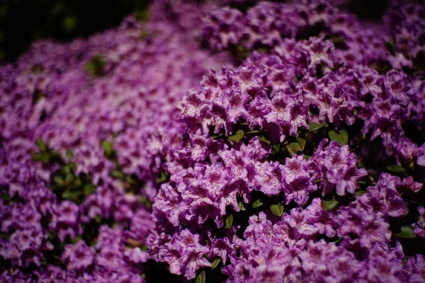 Güzel Pembe Mor Çiçekler — Stok fotoğraf